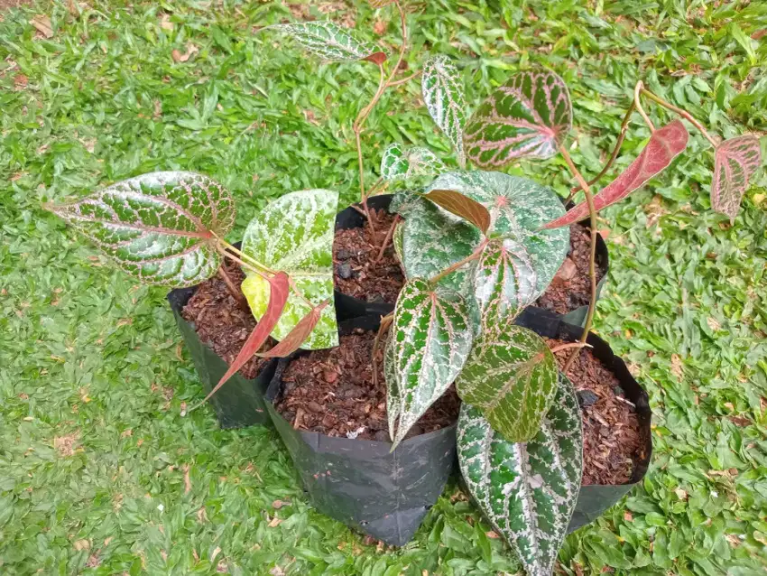 Bibit sirih merah