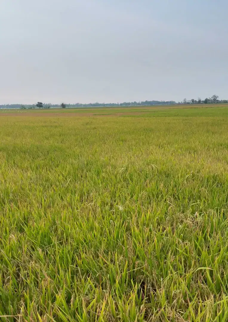 Dijual Sawah area Perumahan RSS Kendal