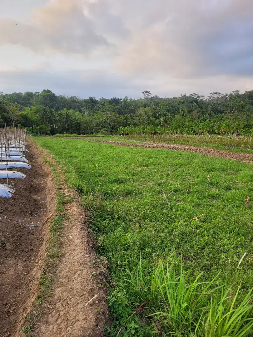 Dijual Tanah Sawah Sertifikat Hak Milik Luas 1691 Borobudur Magelang