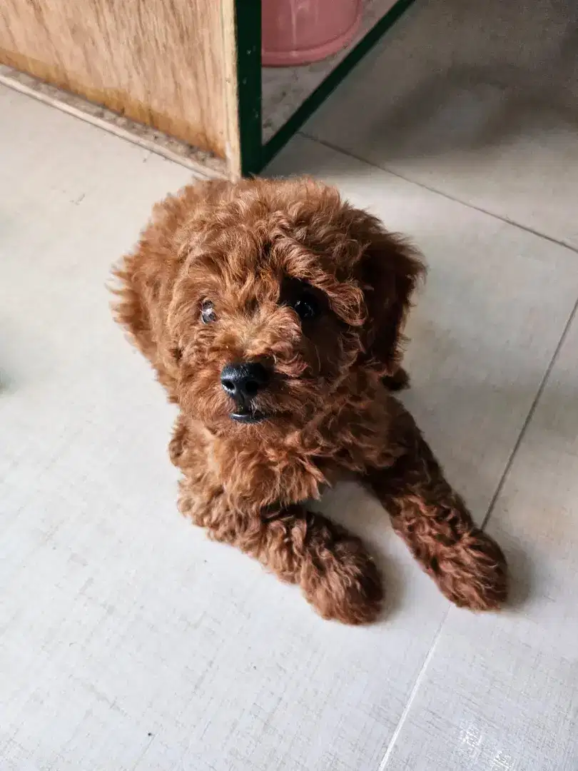 Red Toy Poodle Non Stanbum