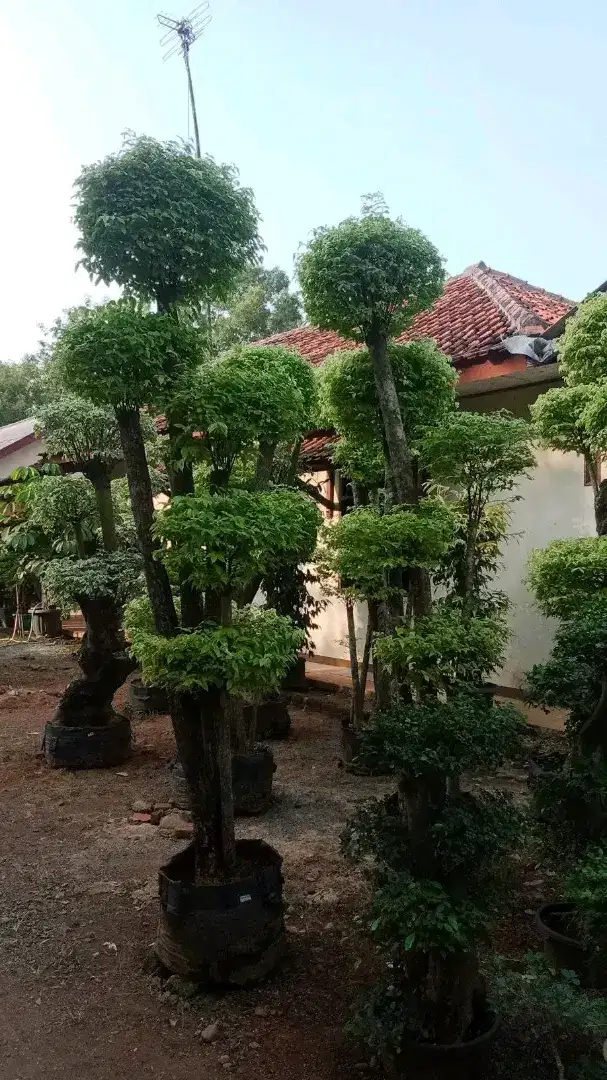 Bonsai anting putri tinggi 2 meter - bonsai taman