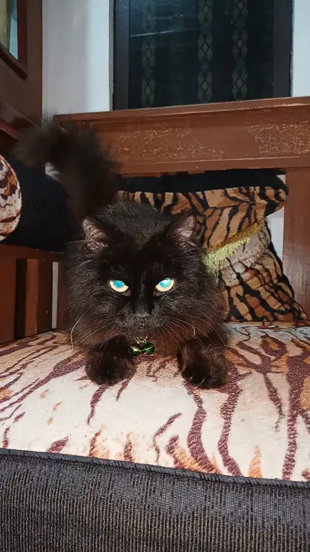 Kucing Persia Coklat hitam