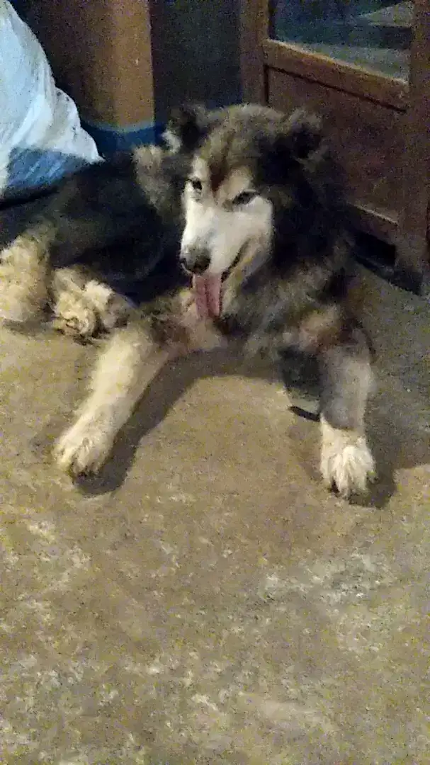 ALASKAN MALAMUTE SEPASANG