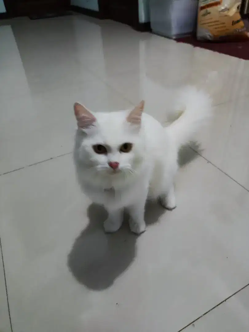 Lepas adopsi Kucing Persia