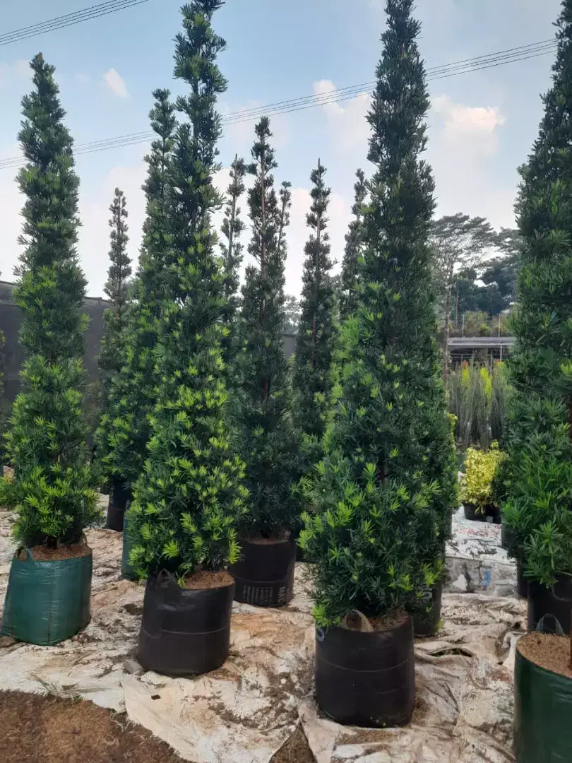 Jual pohon lohansung taiwan