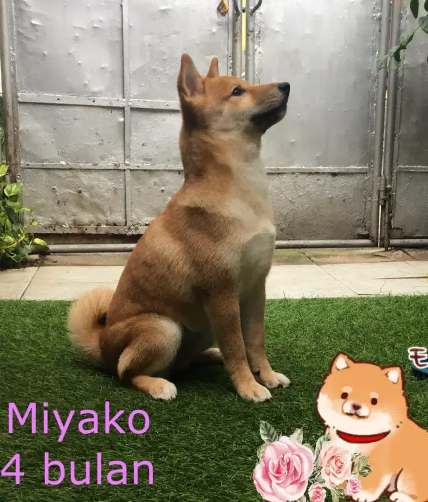 Calon indukan Import Shiba Inu