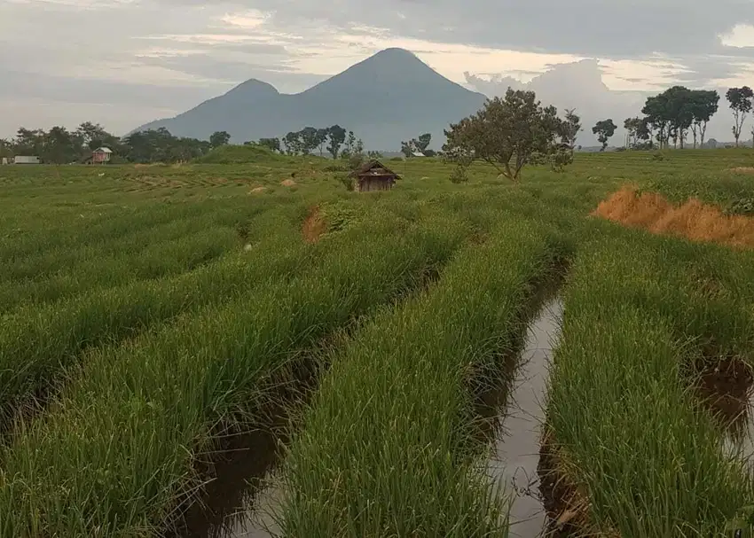 Dijual Tanah Pacet Lokasi Istimewa