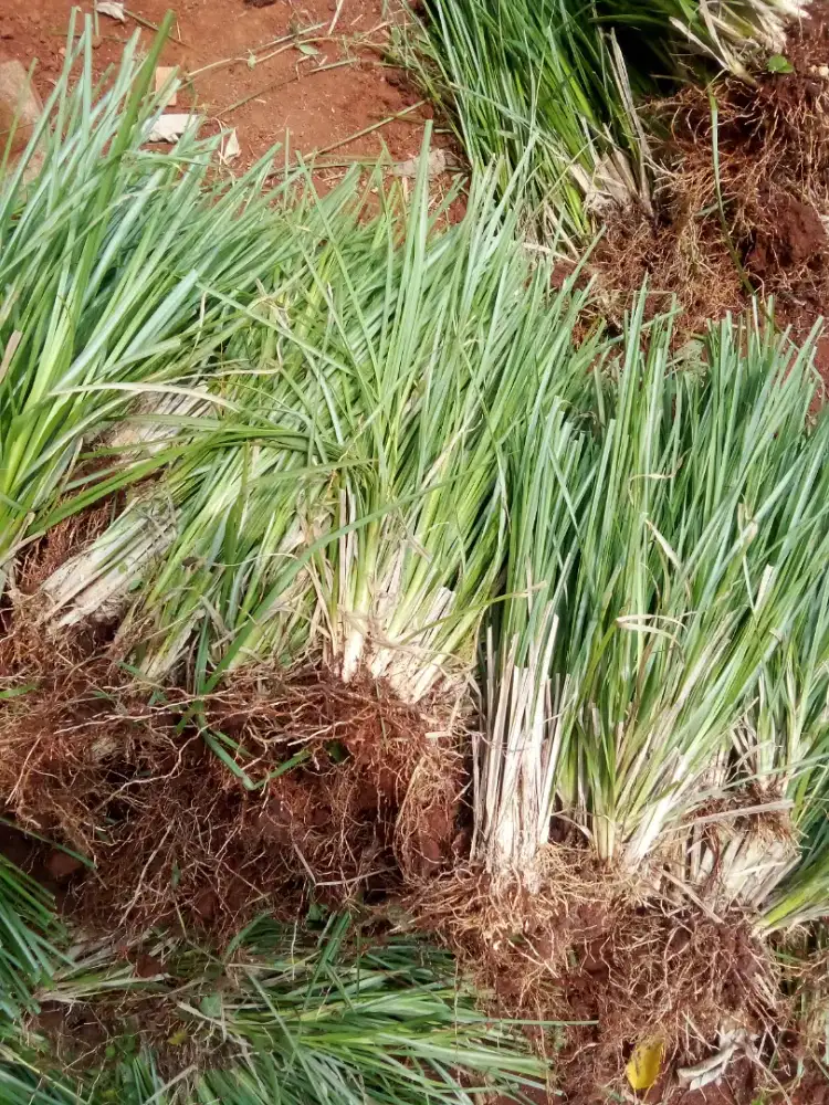 JUAL RUMPUT AKAR WANGI/VERTIVER