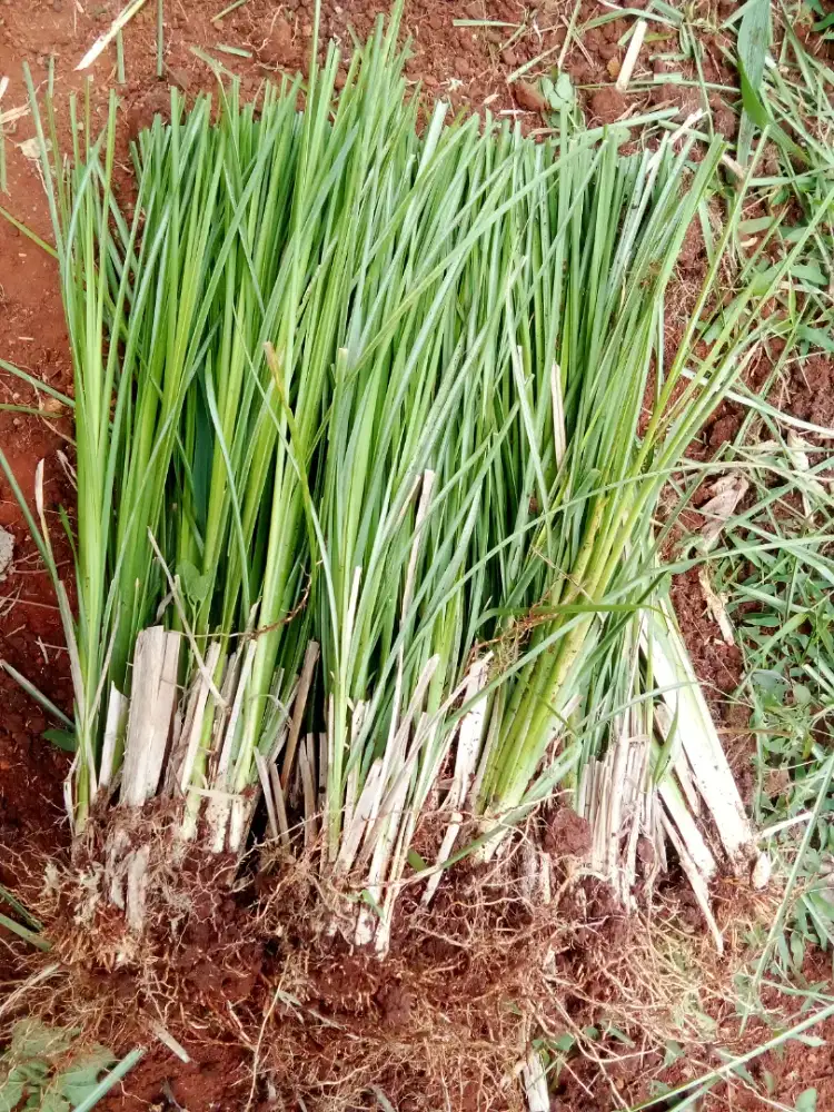 VERTIVER RUMPUT AKAR WANGI