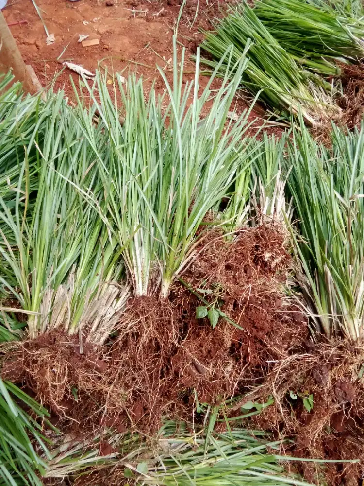 RUMPUT AKAR WANGI VERTIVER