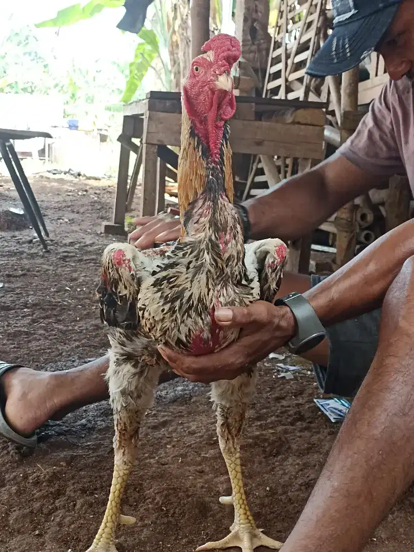 Ayam shamo eropa