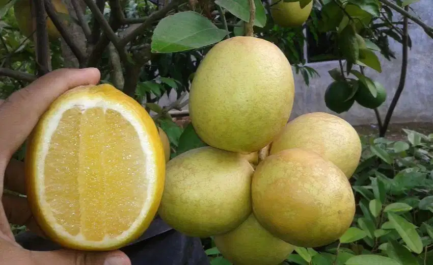 Bibit tanaman buah lemon california/Amerika - Cepat Berbuah