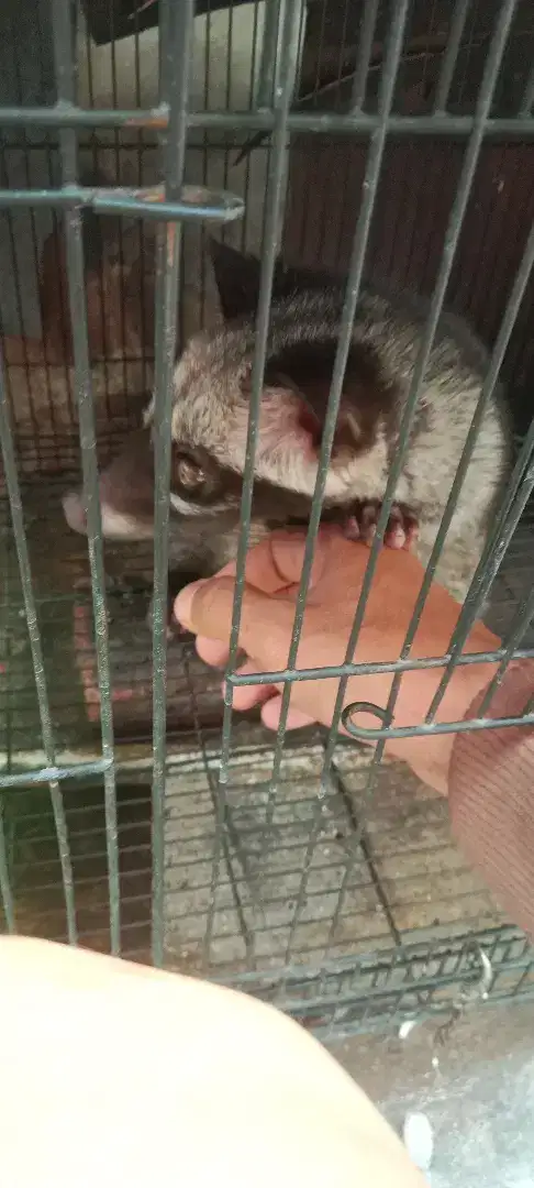 Musang pandan wangi