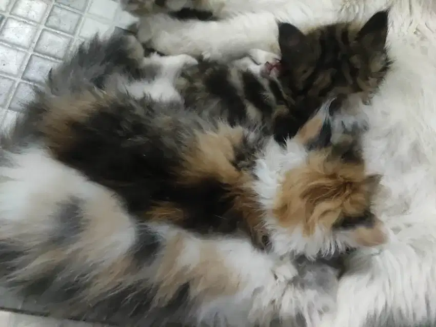 Kucing persia Kitten usia 3 bulan betina