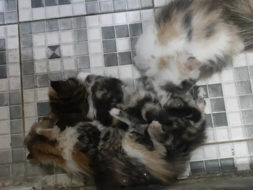 Kucing persia betina usia 3bulan