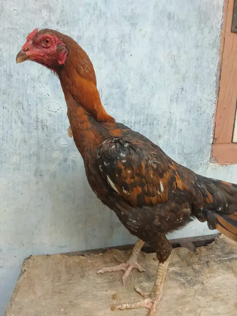 Ayam Bangko sepasang