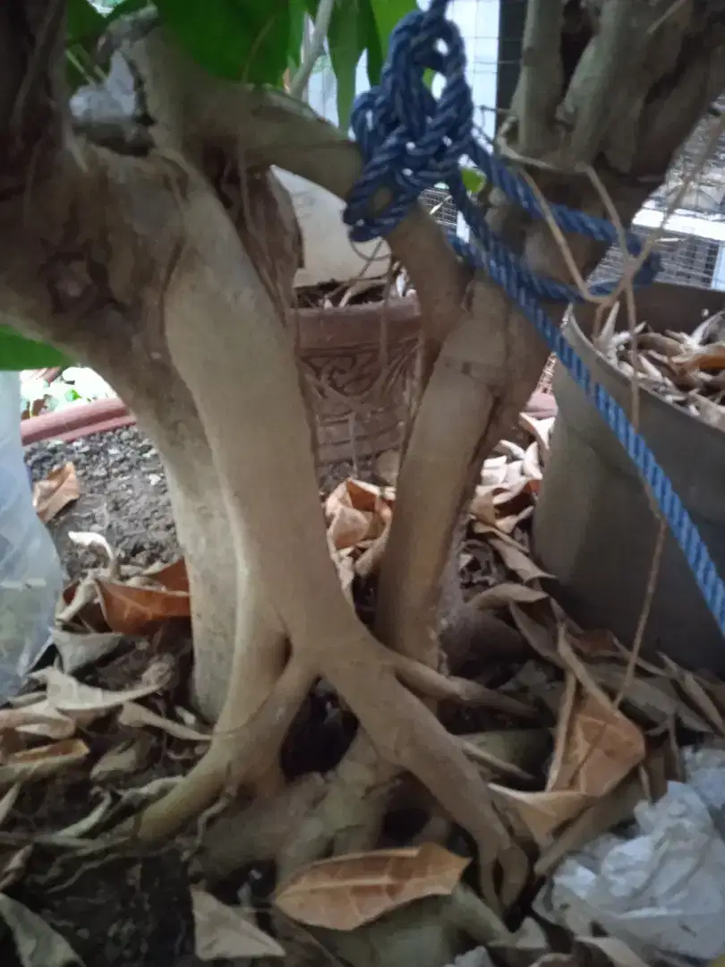 Bonsai ampelas bonggol besarrr