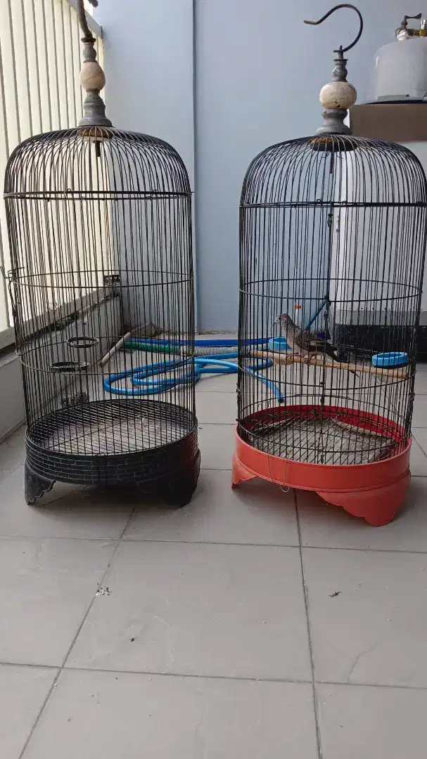 Sangkar burung perkutut plus 1 burung perkutut