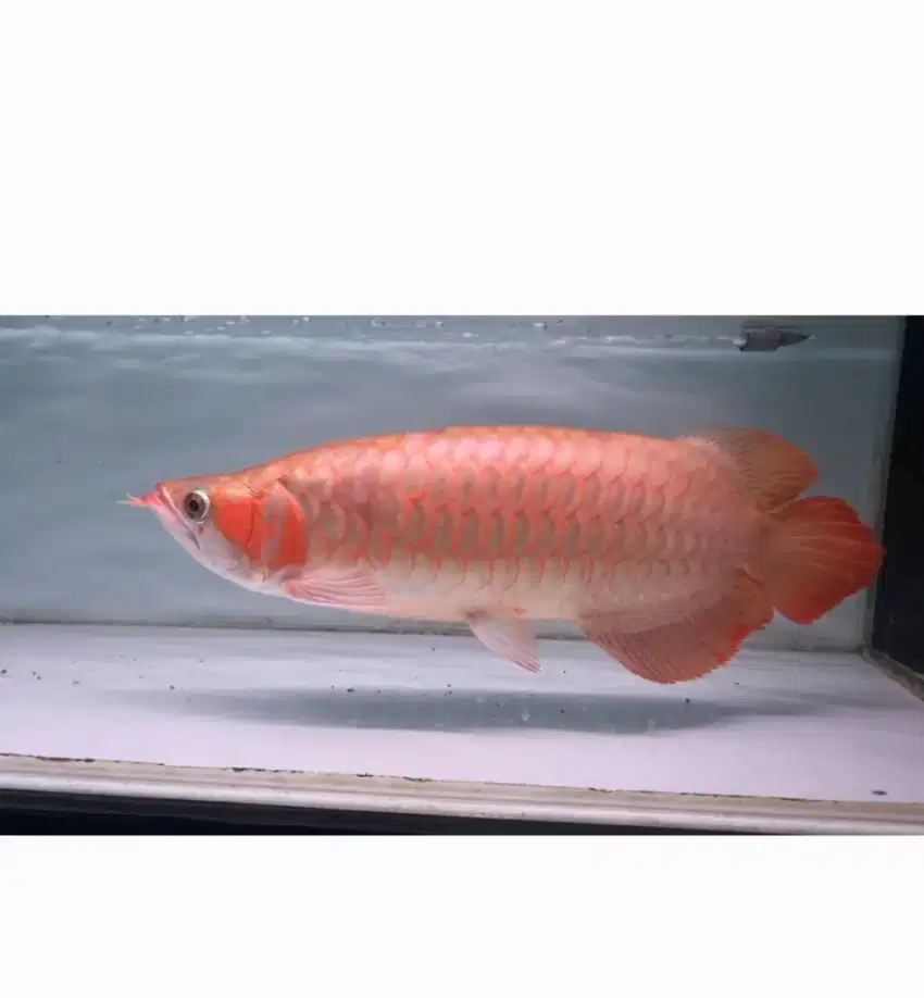 Arwana super red 45cm