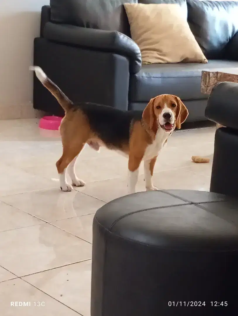 Beagle Jantan non stambum