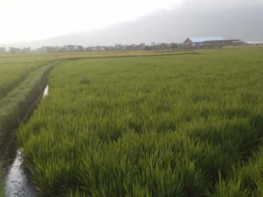 Di Jual Tanah sawah luas 2100 M2(150 tumbak) daerah Garut kota,