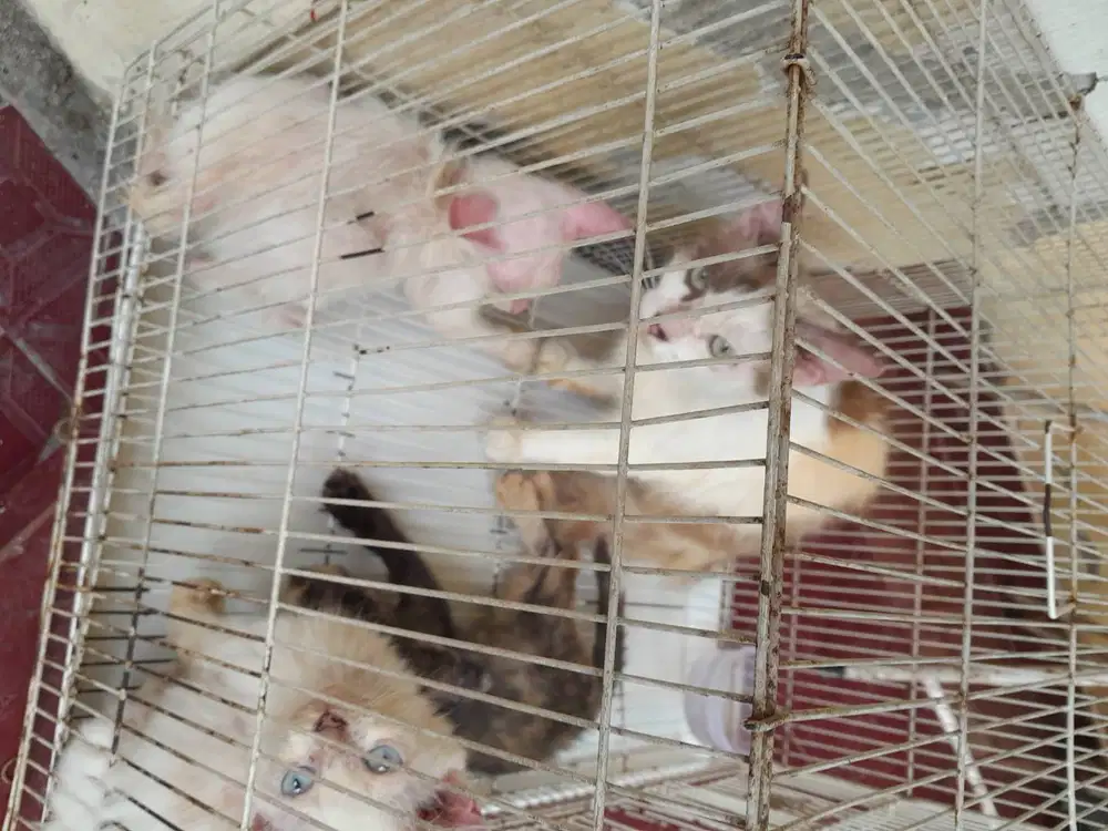 kucing peranakan angora 3 betina+induknya