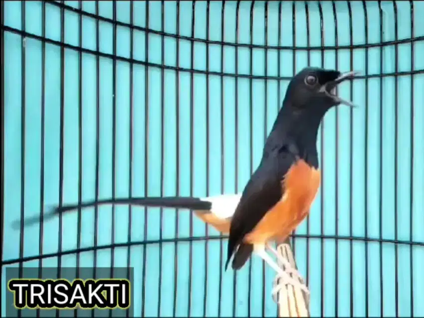 MURAI BATU PRESTASI GACOR MAPAN ISTIMEWA