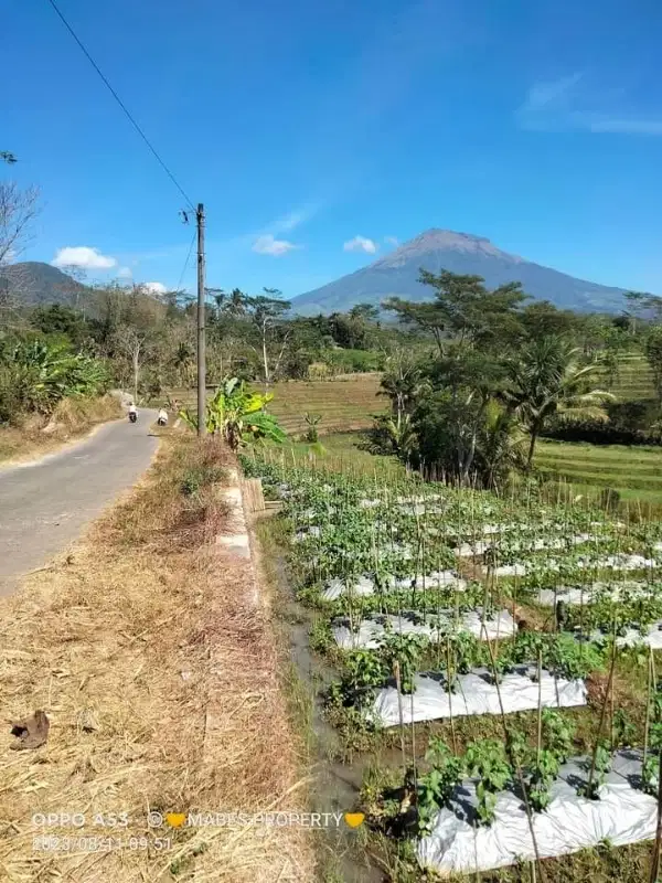 INVESTASI TERMURAH TANAH TEGALAN PINGGIR JL RAYA WINDUSARI TEMANGGUNG