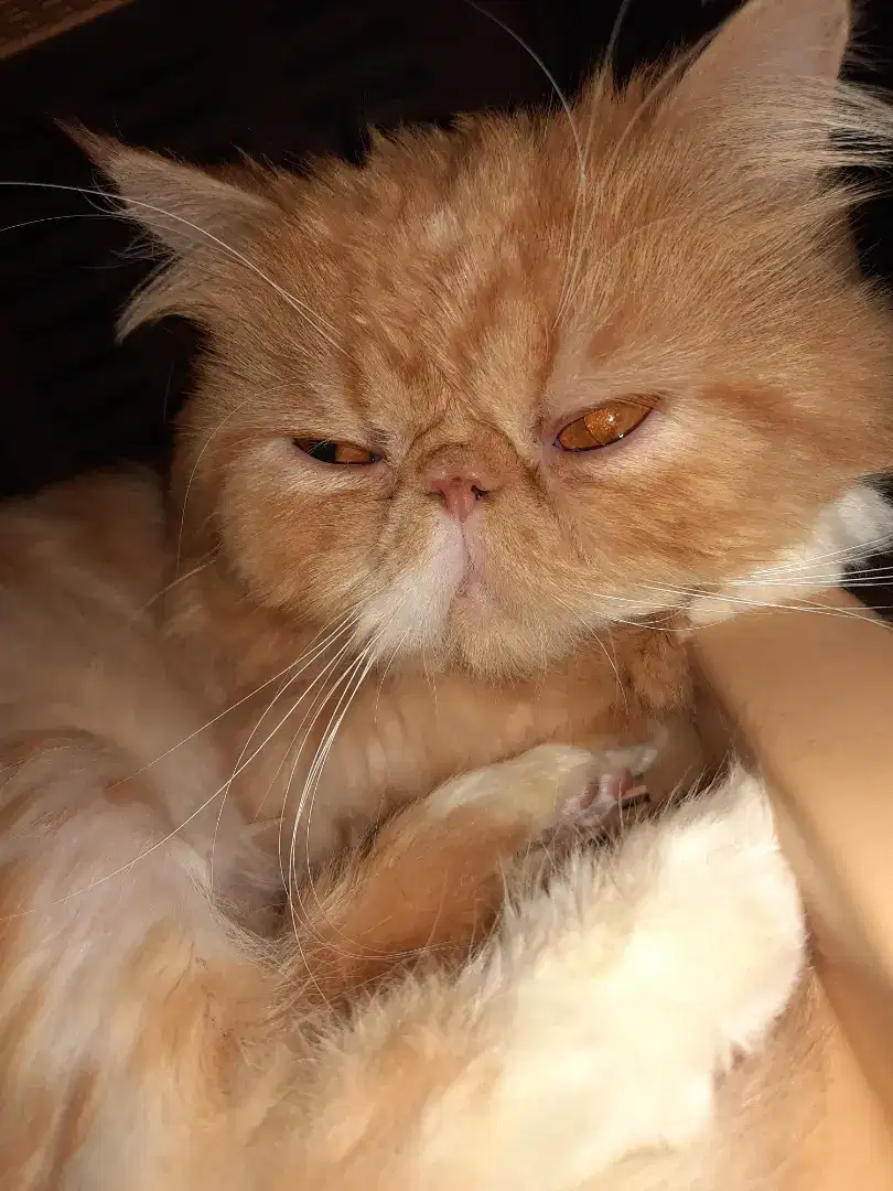 KUCING PEAKNOSE 1 TAHUN