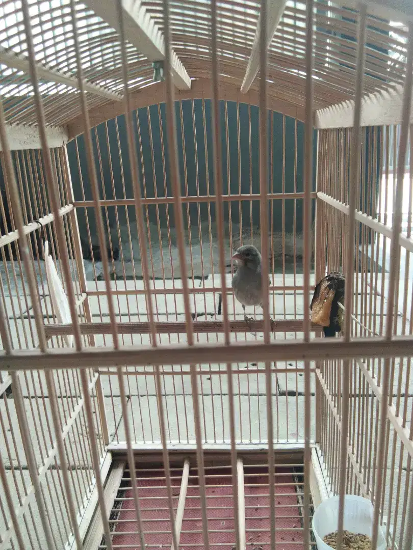 Di jual burung kenari gacor