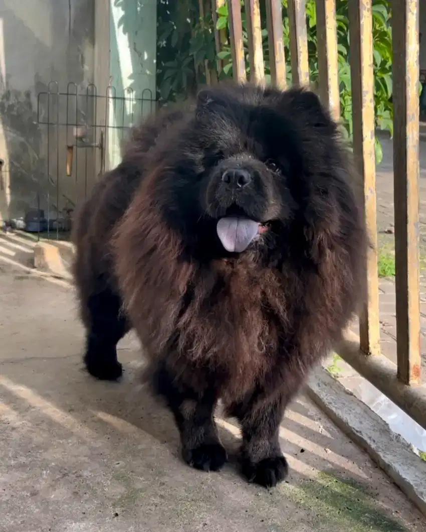 Chow chow betina black calon indukan hitam langka fluffy female
