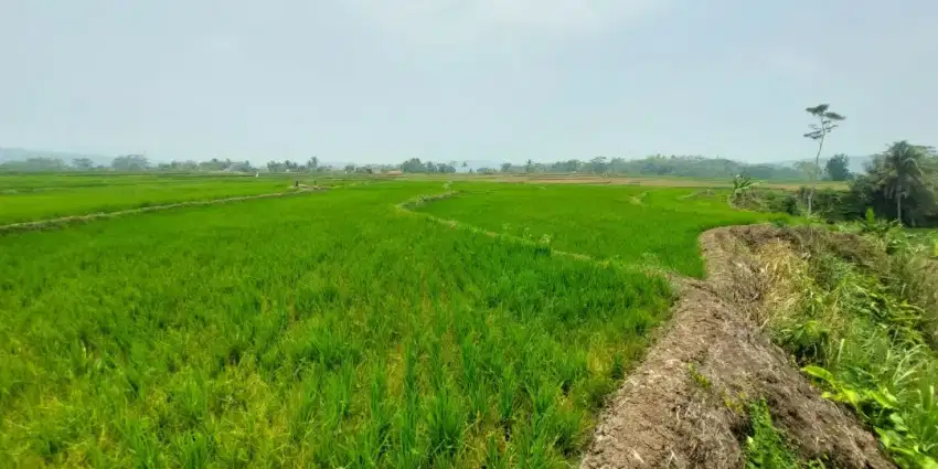 Dijual cepat sawah produktif tanpa perantara