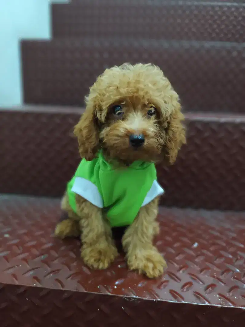 Anak Ajing Poodle Puppy Red Toy Podel