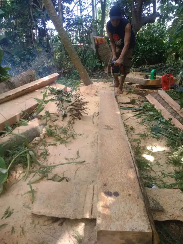 JASA TEBANG POHON DEPOK DAN JAKARTA