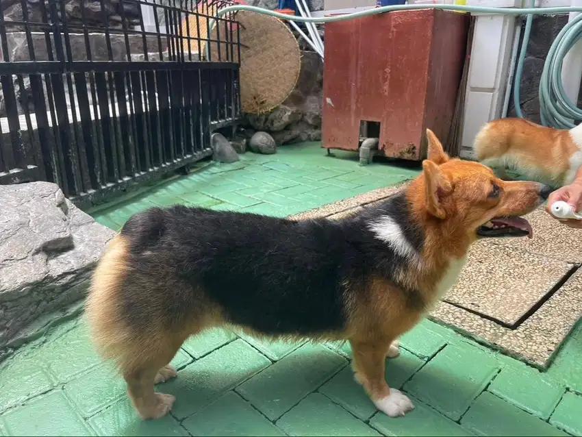 Anjing Shihtzu Corgi Golden