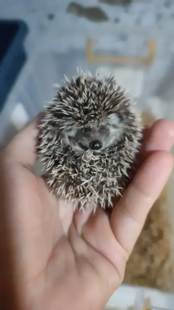 Landak Mini Salt n Paper Semarang