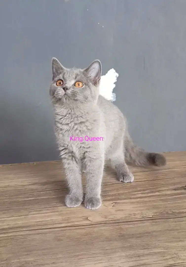 Kucing British Shorthair BSH Blue Solid Betina 4 bulan Parent Pedigree