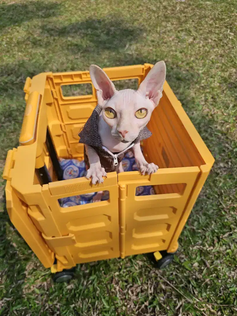 Kucing sphynx betina ICA