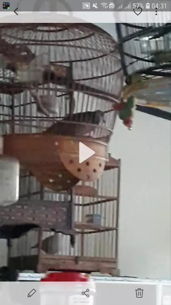 Tekukur jantan kuk 5-6