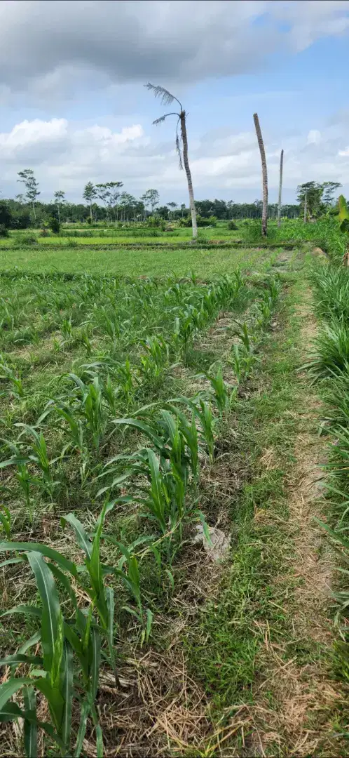 Sawah Subur Produktif