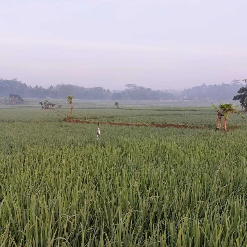 Dijual sawah di Jalan Raya Magelang-Semarang