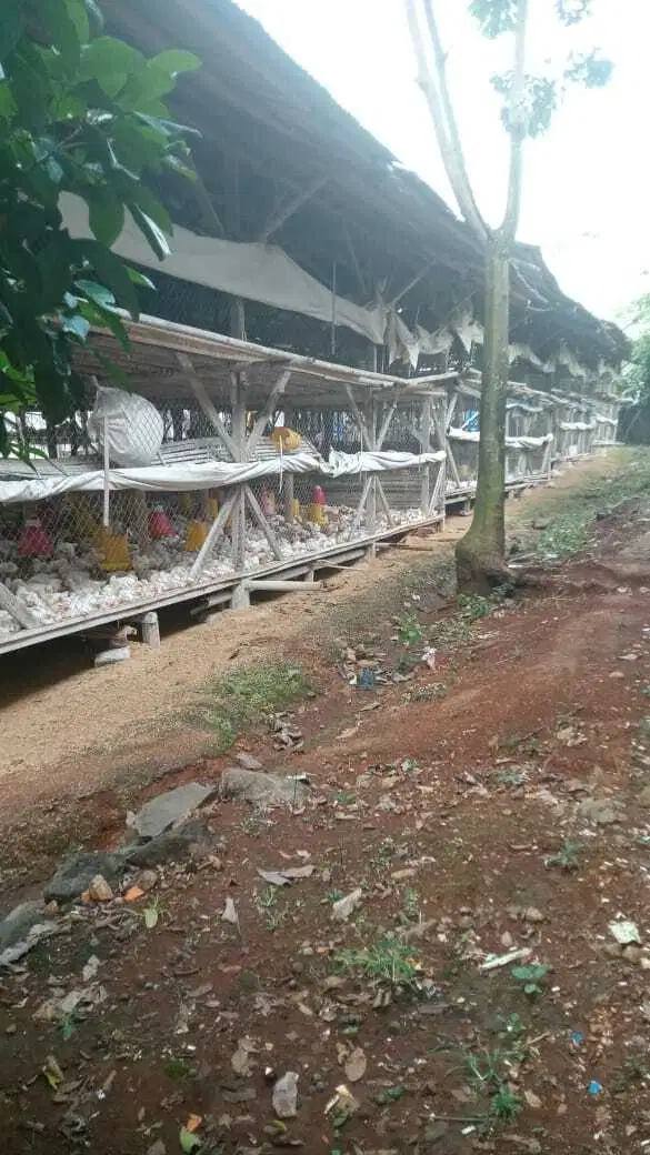 Kandang Dan Lahan Cocok Untuk Penghasilan Di Mande Cianjur