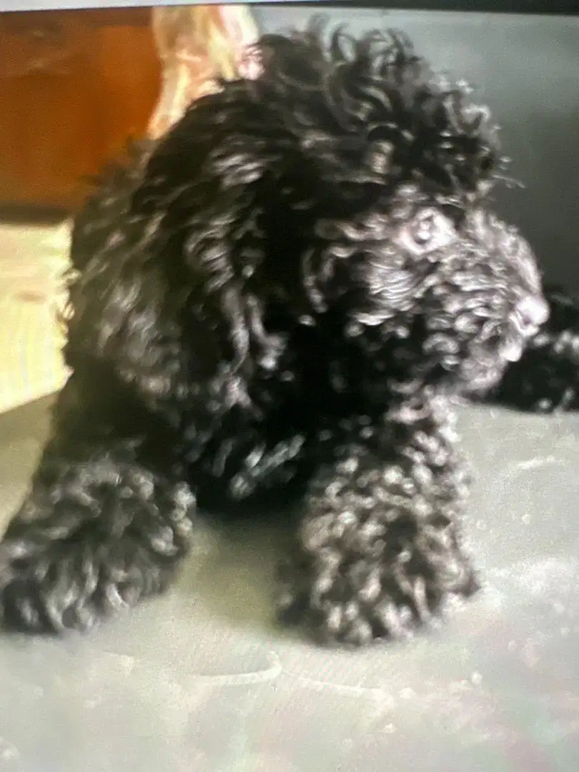 Jual anjing toy poodle