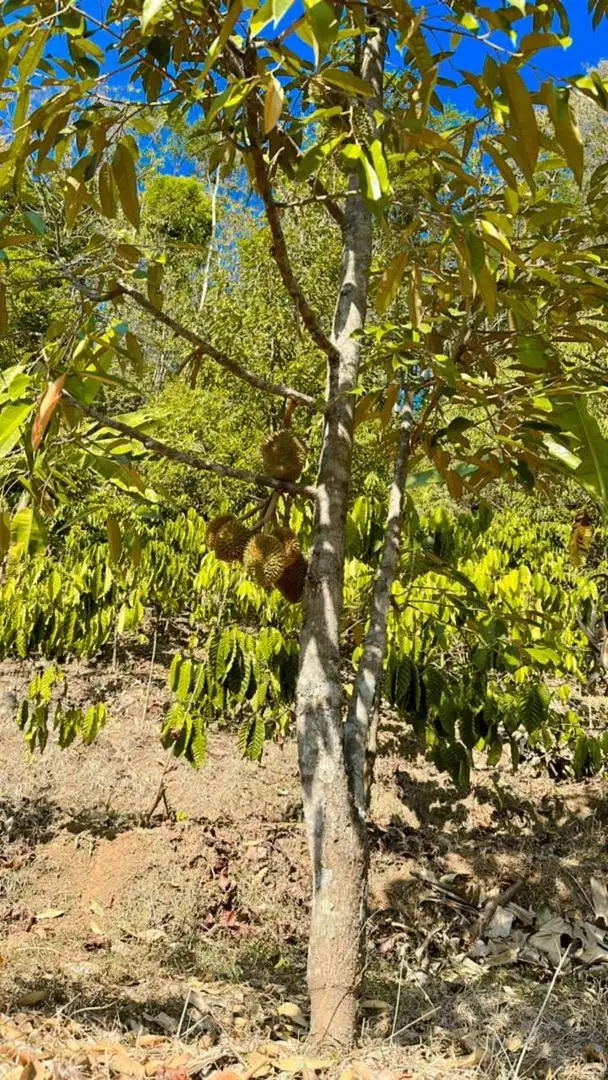 Tanah Kebun Durian