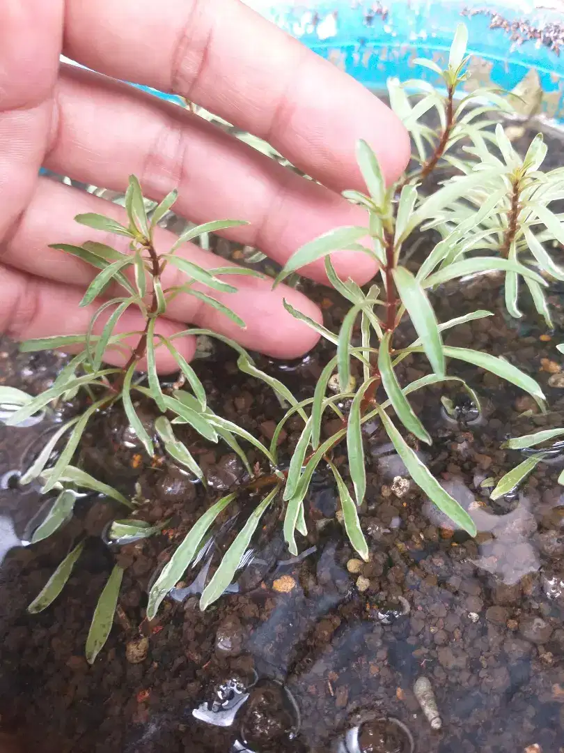 Tanaman Aquascape Ludwigia SP White