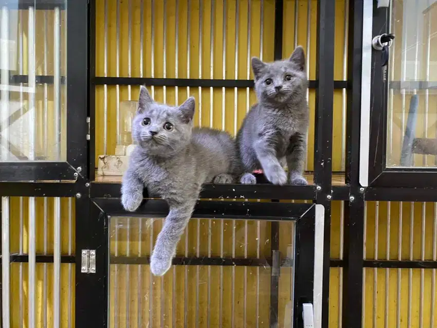 British Shorthair BSH Kitten