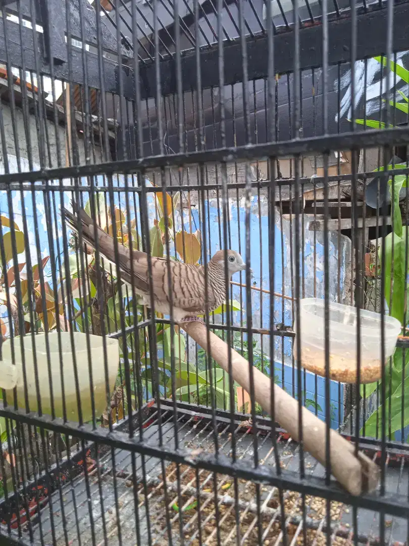 Perkutut lokal alam bunyi