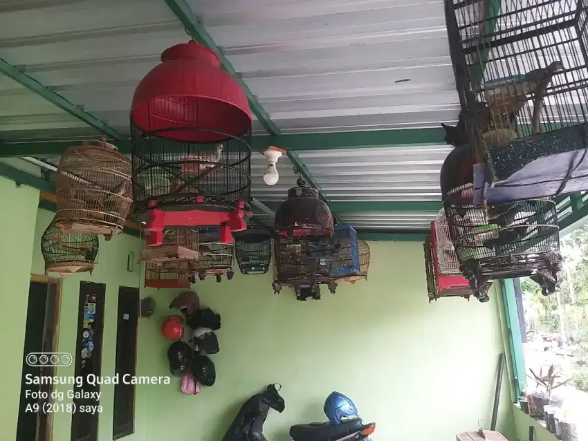 Burung perkutut warna krosing