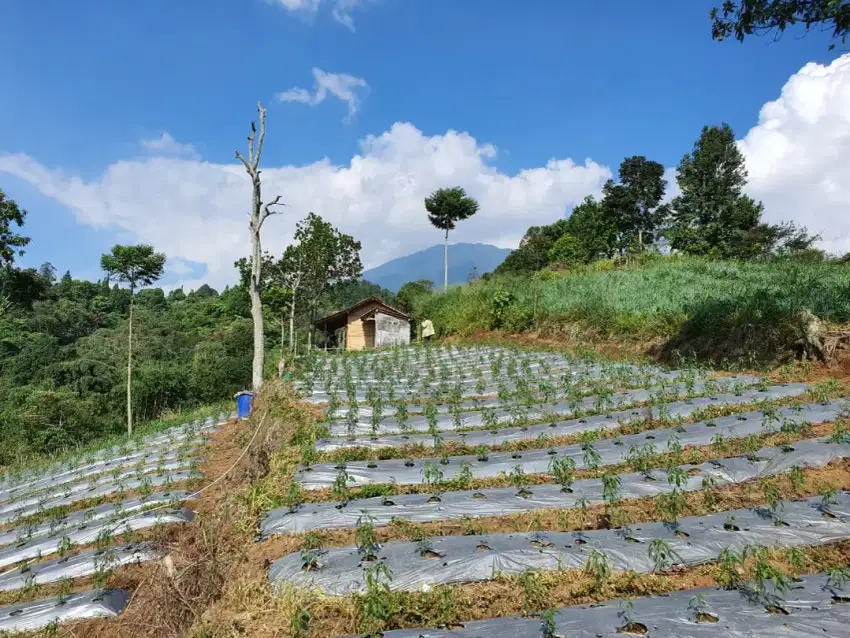 Tanah Sejuk MDPL 900 D kaki Gunung pangrango Bogor