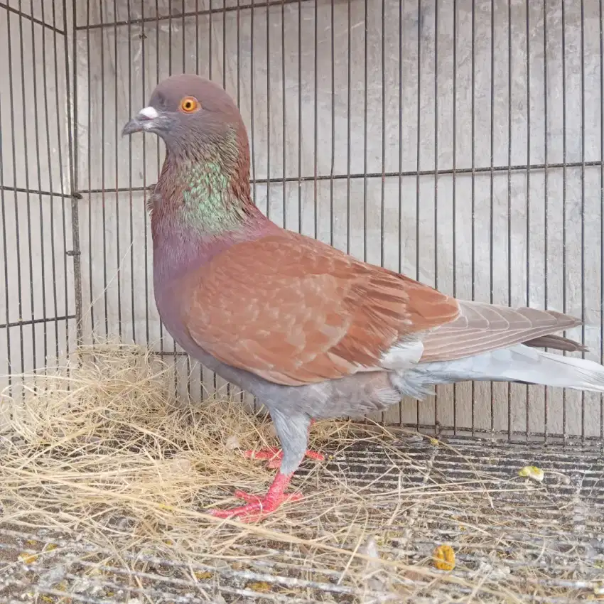 Burung merpati sepasang plus anak nya 2 ekor